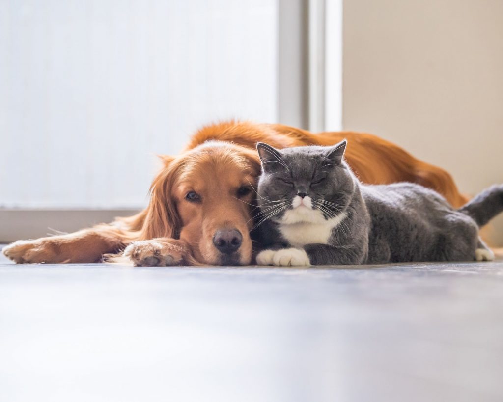 USPCA Pet Pledge