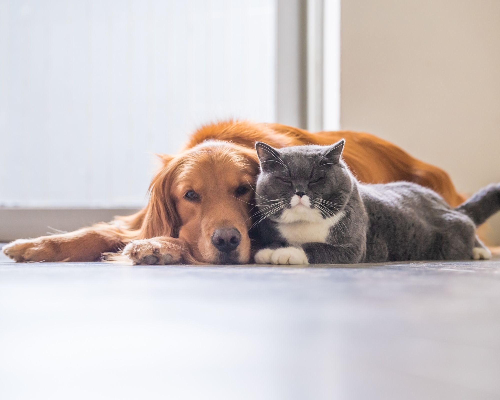 USPCA’s Pet Pledge