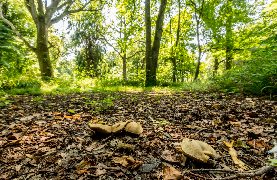 New Member: The Woodland Trust Northern Ireland